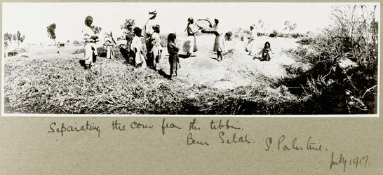 Bédouins séparant le maïs, Beni Saleh, juillet 1917